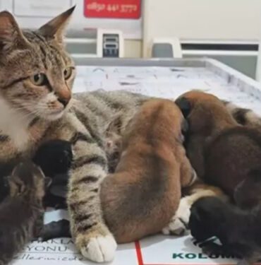 Anne kedi, kimsesiz köpek yavrularını sahiplendi...