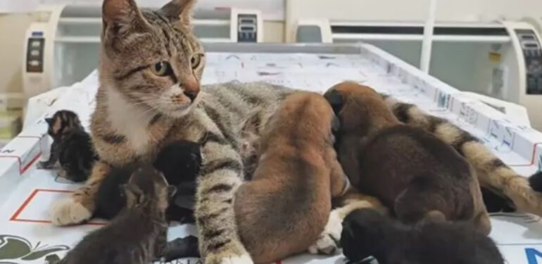 Anne kedi, kimsesiz köpek yavrularını sahiplendi...