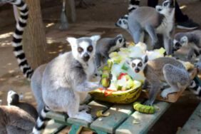 Antalya Doğal Yaşam Parkı'ndaki hayvanlar, buzlu meyve kokteyli ve fıskiye ile serinliyor...