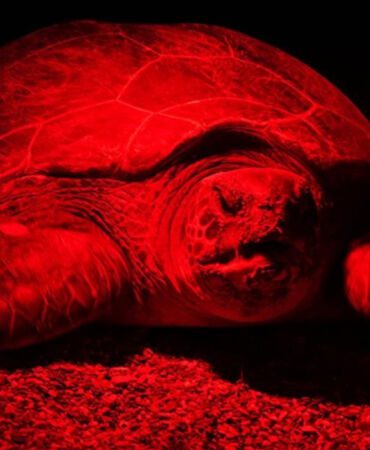 Antalya'nın Kızılot sahilinde caretta carettalar kırmızı ışıkla görüntülendi Yuva sayısında rekor kırıldı!