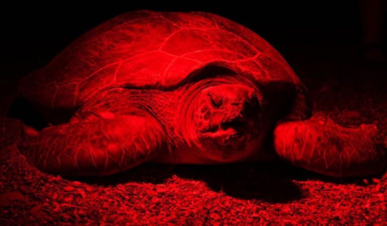Antalya'nın Kızılot sahilinde caretta carettalar kırmızı ışıkla görüntülendi Yuva sayısında rekor kırıldı!