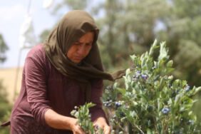 Antioksidan deposu... Kilosu 300 TL'ye satılıyor!