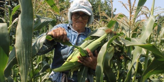 Bafra Ovası’nda hasat başladı! Dekar başına 3 bin ila 5 bin adet