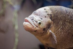 'Balon balığı avcıları' Antalya'da vurgun yaptı