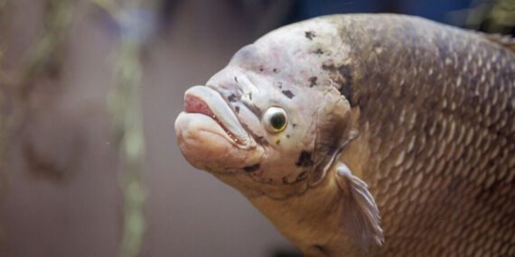 ‘Balon balığı avcıları’ Antalya’da vurgun yaptı!