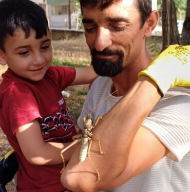 Batman'da etçil çekirge görüldü