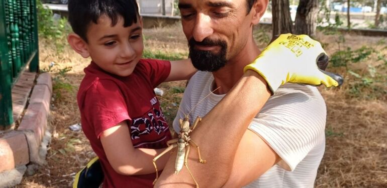 Batman’da etçil çekirge görüldü