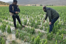 Bayburt'ta dolu ve sağanak ekili alanlara zarar verdi