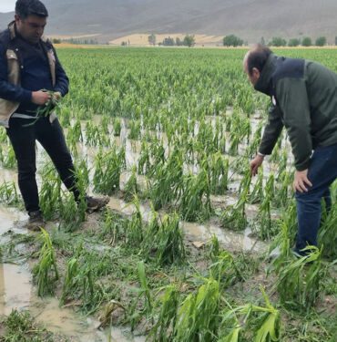 Bayburt'ta dolu ve sağanak ekili alanlara zarar verdi