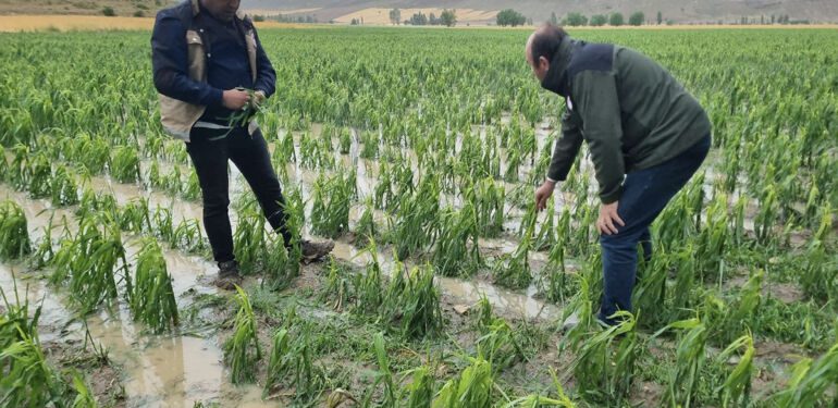Bayburt’ta dolu ve sağanak ekili alanlara zarar verdi