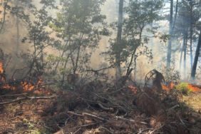 Bilecik Gölpazarı'nda orman yangını!