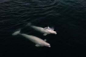 Bilim insanlarının kuzey kutup rotası Arktik Okyanusu