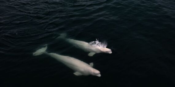 Bilim insanlarının kuzey kutup rotası: Arktik Okyanusu