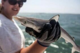 Brezilya'daki köpekbalıklarında yüksek seviyede kokain tespit edildi
