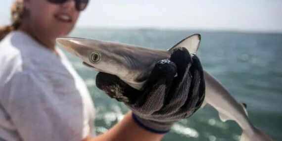 Brezilya’daki köpekbalıklarında yüksek seviyede kokain tespit edildi