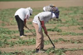Çocukların yeri burası değil Mevsimlik çocuk işçiler çadırda ders çalışıyor