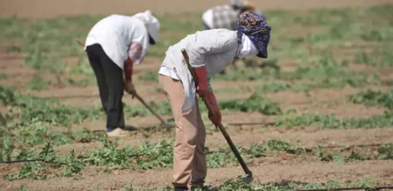 Çocukların yeri burası değil Mevsimlik çocuk işçiler çadırda ders çalışıyor
