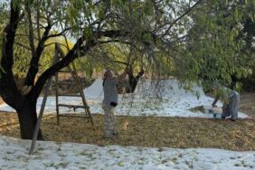 Datça'da badem hasadı erken başladı