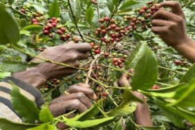 Deneme amaçlı dikmişti, ilk hasatı aldı 'Artık uzaklara gitmemize gerek yok