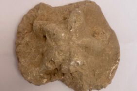 Diyarbakır'da 1500 yıllık kilise kalıntısında denizyıldızı fosili bulundu