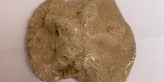 Diyarbakır’da 1500 yıllık kilise kalıntısında denizyıldızı fosili bulundu