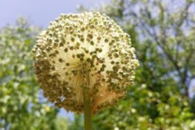 Dünya üzerinde sadece o ilde yetişiyor Toplamanın cezası 387 bin lira!