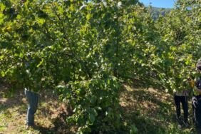 Düzce'de fındık hasadı erken başladı