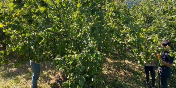Düzce’de fındık hasadı erken başladı