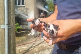 Düzce'de yangın Evde mahsur kalan kedi yavruları kurtarıldı