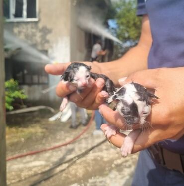 Düzce'de yangın Evde mahsur kalan kedi yavruları kurtarıldı