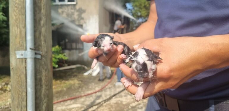 Düzce’de yangın: Evde mahsur kalan kedi yavruları kurtarıldı