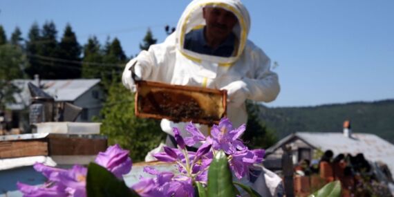 Filmlere konu olan “deli bal”ın üretim sezonu başladı
