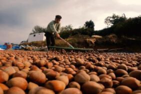 Fındık üreticisi TMO'dan açıklama bekliyor (1)