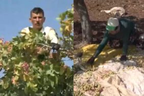 Fiyatı altın ile yarışıyor! Sınırın sıfır noktasında hasadı başladı..