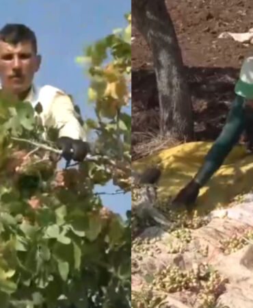 Fiyatı altın ile yarışıyor! Sınırın sıfır noktasında hasadı başladı..