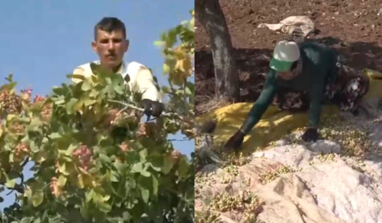 Fiyatı altın ile yarışıyor! Sınırın sıfır noktasında hasadı başladı..
