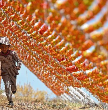Gastronomi kenti Gaziantep'te güneşin altında eşsiz lezzet Kurutmalıkların emek dolu yolculuğu