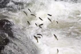 Geçen yıl kuruyan inci kefalinin en büyük üreme alanı, yağışlarla hayat buldu
