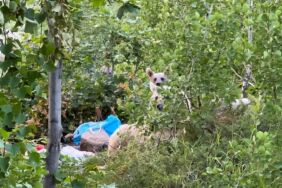 Göl kenarına pikniğe giden aile ayılarla karşılaştı Kurdukları sofrayı bırakıp kaçtılar