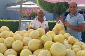 Gönen'in ünlü muz kavunu tezgahlarda