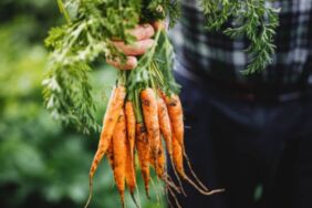 Havuç kabuğunda antikanser özelliği tespit edildi