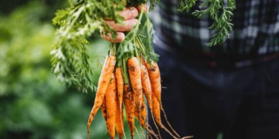 Havuç kabuğunda antikanser özelliği tespit edildi