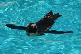 Hayvanat bahçesindeki penguenler yaz uygulamasına geçti