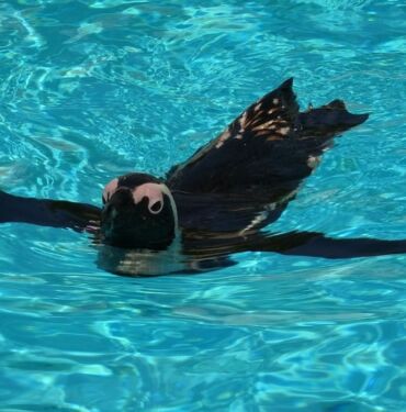 Hayvanat bahçesindeki penguenler yaz uygulamasına geçti