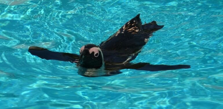 Hayvanat bahçesindeki penguenler yaz uygulamasına geçti
