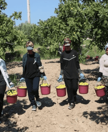 İncir Hasadı (2)