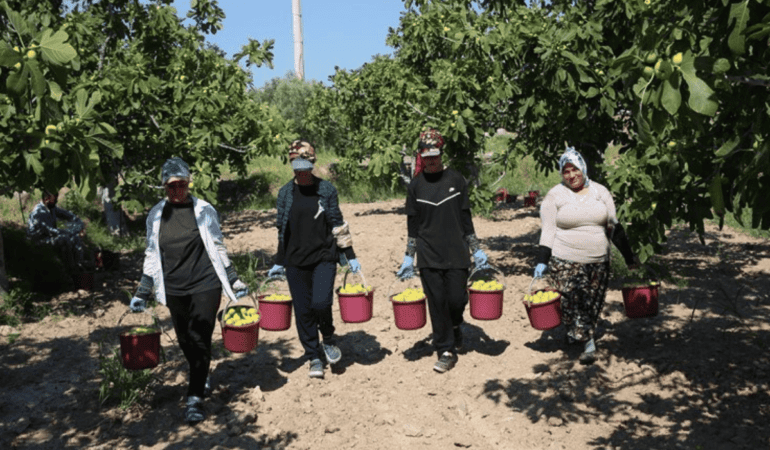 İncir Hasadı (2)