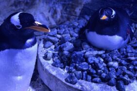 İstanbul Akvaryum'da 4 gentoo türü penguen doğdu