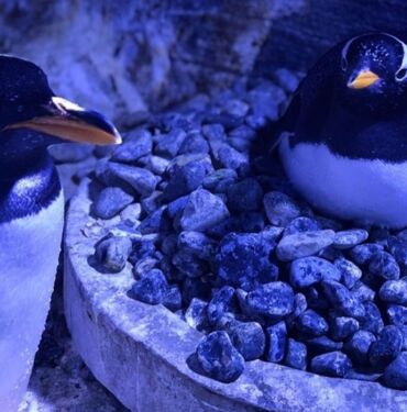 İstanbul Akvaryum'da 4 gentoo türü penguen doğdu
