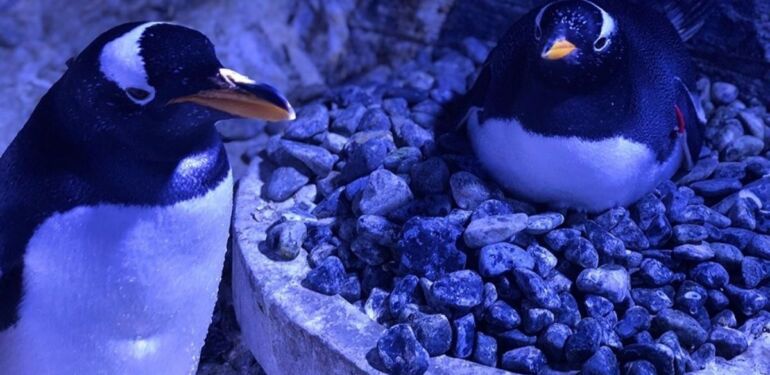 İstanbul Akvaryum’da 4 gentoo türü penguen doğdu